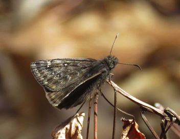 Juvenal's Duskywing - male